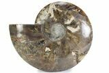 Cut & Polished Ammonite Fossil (Half) - Madagascar #362390-1